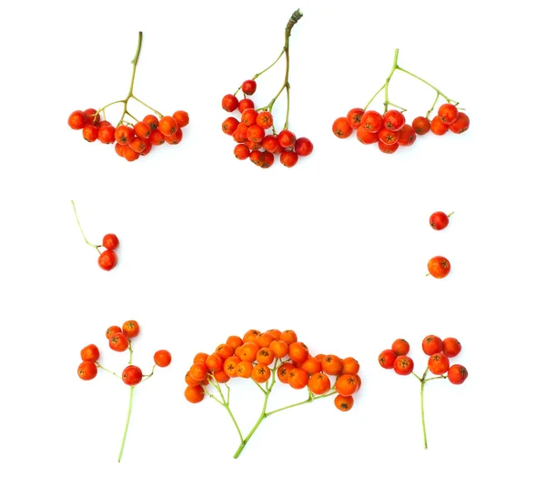 A lédús rowanberries elkülönített keret Stock Kép