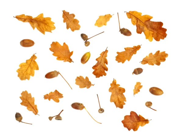 Stampa autunnale isolata con foglie di ghianda e quercia gialla Immagine Stock