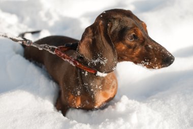 Genç küçük dachshund karda olduğunu