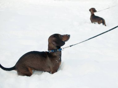 İki genç küçük dachshunds