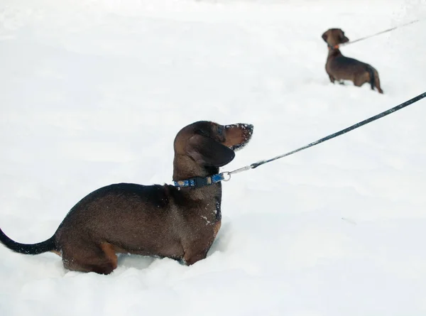 İki genç küçük dachshunds