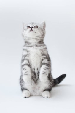 Çizgili kürk ile küçük genç kedi 