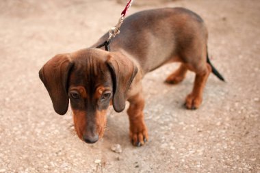 Genç küçük koyu kahverengi dachshund
