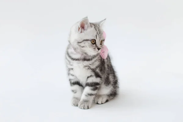 Pequeño gato joven con piel rayada — Foto de Stock