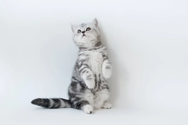 Çizgili kürk ile küçük genç kedi 