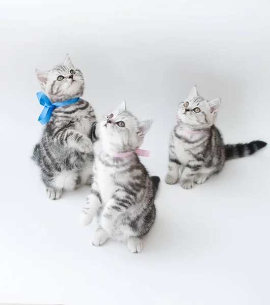 Çizgili kürk ile küçük genç kedi 