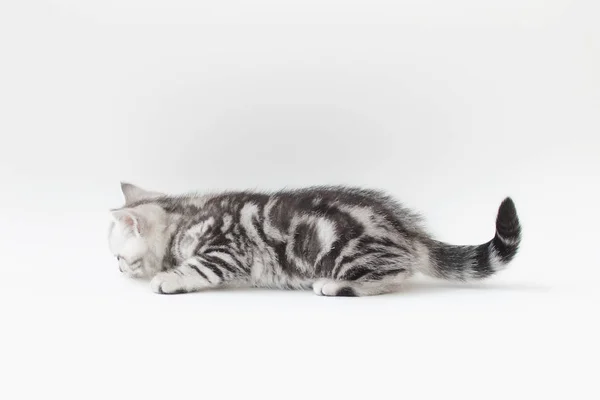 Pequeño gato joven con piel rayada — Foto de Stock