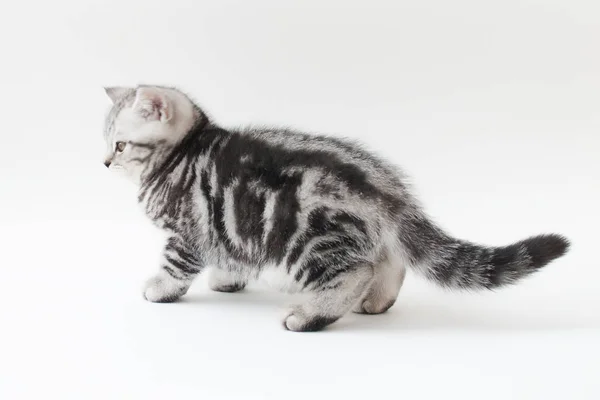 Small young cat with striped fur — Stock Photo, Image