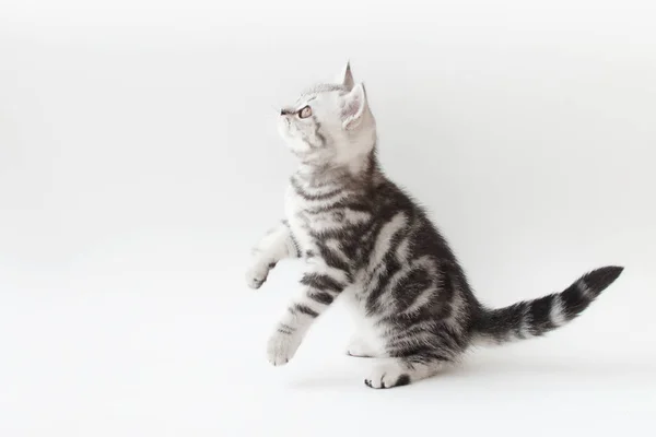 Çizgili kürk ile küçük genç kedi 