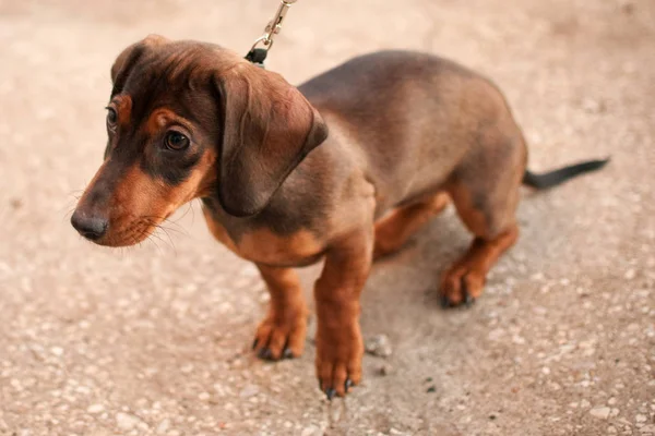 Genç küçük koyu kahverengi dachshund