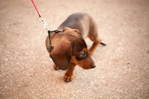 Genç küçük koyu kahverengi dachshund