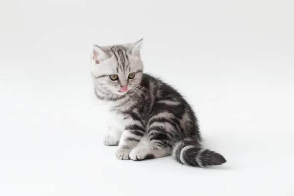 Piccolo gatto giovane con pelliccia a strisce Immagine Stock