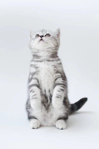 Piccolo gatto giovane con pelliccia a strisce Foto Stock