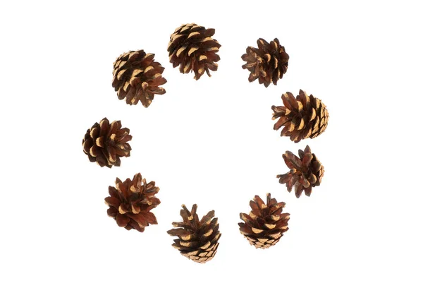 Çam kozalakları izole çemberi