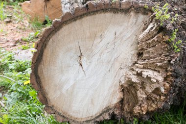 Kesme ağacı ahşap son doku