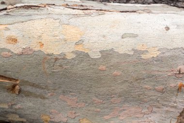 Kesme ağacı ahşap doku