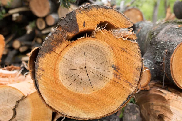 Corte de madera de árbol textura final — Foto de Stock