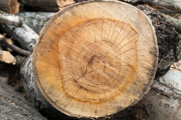 Corte de madera de árbol textura final — Foto de Stock