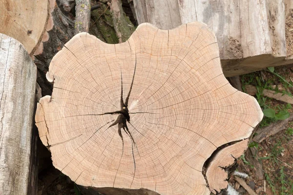 Corte de madera de árbol textura final — Foto de Stock
