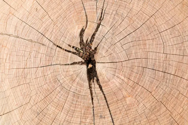 Primer plano cortando la textura de madera del extremo del árbol — Foto de Stock