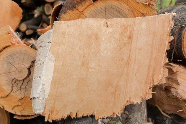 Textura de la corteza de un árbol — Foto de Stock