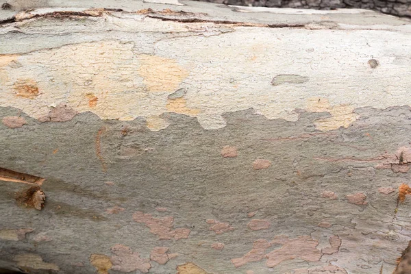 Kesme ağacı ahşap doku