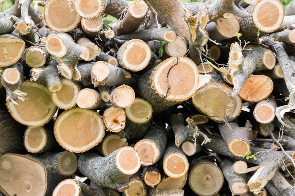 Corte de troncos de madera de árbol — Foto de Stock