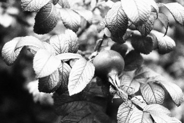 Siyah beyaz köpek-rose fotoğraf. Briar tek renkli üzüntü g