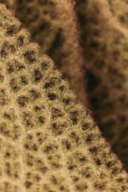 Adaçayı yaprak makro portre. Kavramı