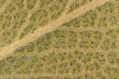 Adaçayı yaprak lifleri makro portre. Arka plan doku.