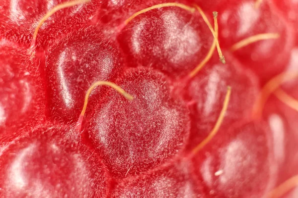 Ahududu makro portre. Doku arka plan.