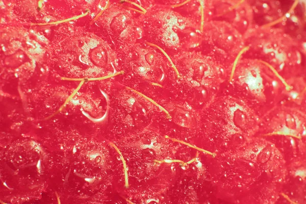 Ahududu makro portre. Doku arka plan. Su damlaları.