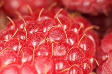 Ahududu makro portre. Doku arka plan.