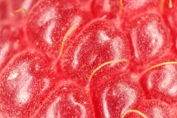 Ahududu makro portre. Doku arka plan.