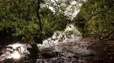 Sonbahar sakin Creek kıyı birçok dal ve yaprakları Sway gölet yüzeyi ile.