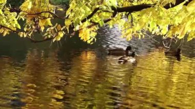 Sonbahar Park doğa. Gölün yüzeyinde yansıyan ağaç taç altında ördek yüzmek.