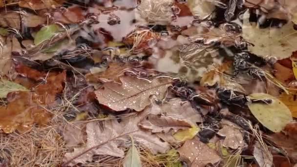 Foglie d'autunno asciutte ondeggiano sulla superficie dell'acqua — Video Stock