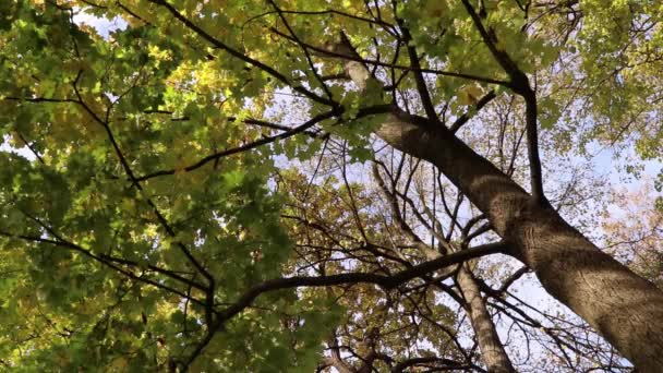 Trädstam med grenar täckta med gröna blad. Vinkeln under träd. — Stockvideo