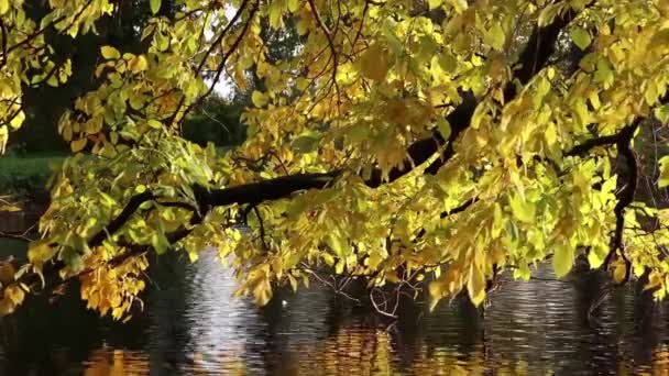 Podzimní večer. Široká koruna listoví visí nad klidný řeka. — Stock video
