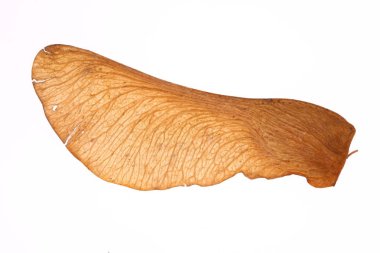 Akçaağaç ağaç tohum makro portre. İzole. Beyaz arka plan. 