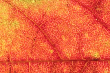 Kuru yaprak doku. Makro portre. Doğal organik arka plan. Çiçek desenli. 