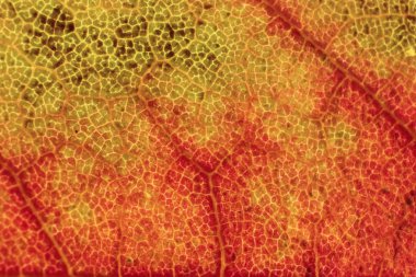 Kuru yaprak doku. Makro portre. Doğal organik arka plan. Çiçek desenli. 