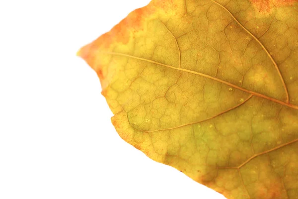 Isolerade torr Leaf konsistens. Plats för Text. Naturliga organiska blommönster. — Stockfoto