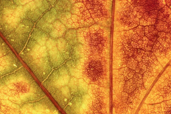 Droog blad textuur. Macro close-up. Natuurlijke biologische achtergrond. Transparante bloemmotief. — Stockfoto