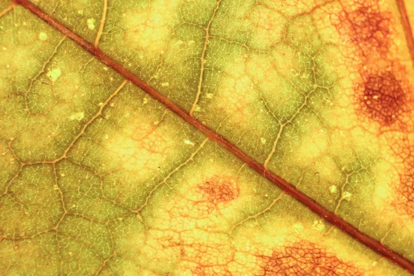Texture di foglie secche. Macro Primo piano. Sfondo organico naturale. Modello floreale trasparente . — Foto Stock