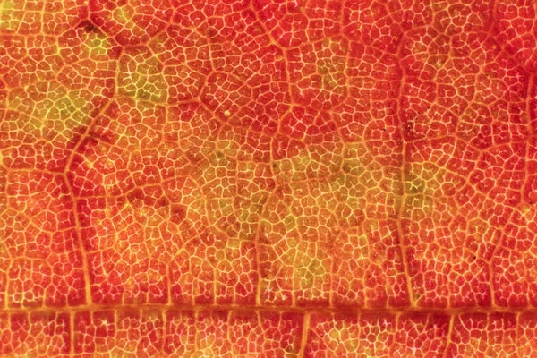 Röda torra löv konsistens. Makro närbild. Naturliga organiska bakgrund. Transparent blommönster. — Stockfoto