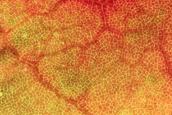 乾燥葉のテクスチャです。マクロのクローズ アップ。自然な有機背景。透明な花柄. — ストック写真