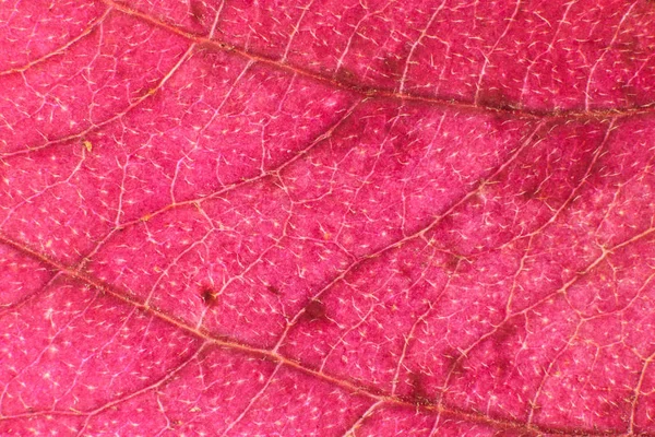 Lila droog blad textuur. Macro close-up. Natuurlijke biologische achtergrond. Transparante bloemmotief. — Stockfoto