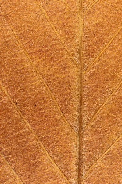 Torra blad träd konsistens. Makro närbild. Naturliga organiska bakgrund. Transparent blommönster. — Stockfoto