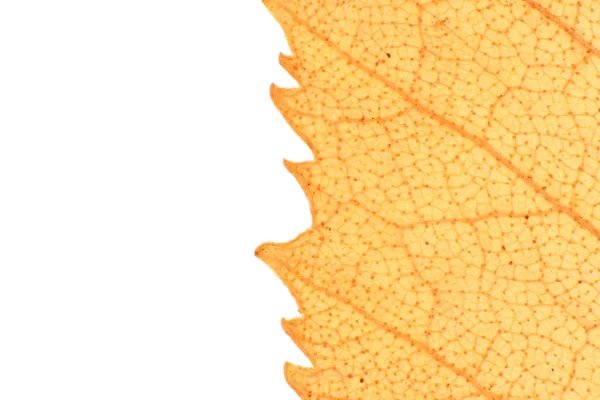 Geïsoleerde droog blad textuur. Plek voor tekst. Natuurlijke biologische achtergrond. Transparante bloemmotief. — Stockfoto